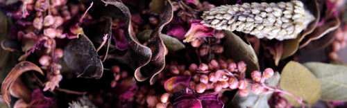 st kitts herbery - herb image